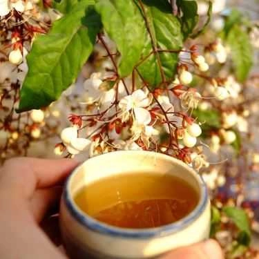 Tổng hợp- Cafe Quốc Trà - Trà Nguyên Chất
