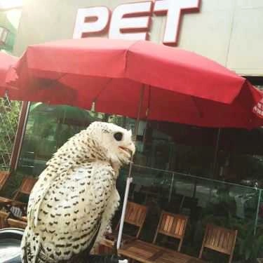 Tổng hợp- Amazon - Coffee Pet