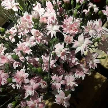 Tổng hợp- Jardin de Lanh Coffee & Flower