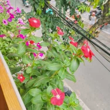Tổng hợp- Balcon Bay Coffee