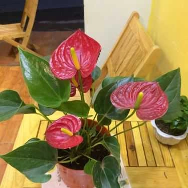 Tổng hợp- Banana - Coffee & Nước Ép Trái Cây