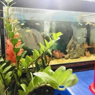 Tổng hợp- Ăn vặt Bánh Gối & Bánh Rán Mặn - Nghĩa Tân