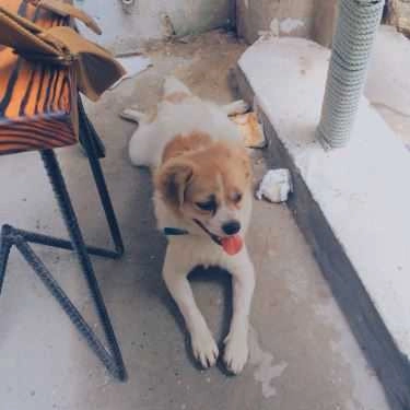 Tổng hợp- Bốt Cà Phê