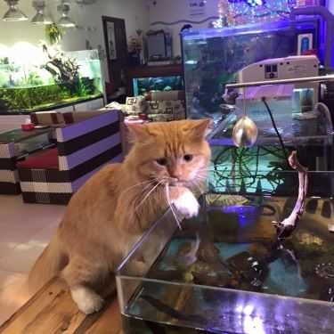 Tổng hợp- Cà Phê Cá Cảnh - Aquaview Cafe
