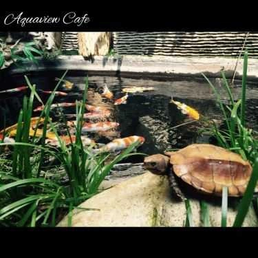 Không gian- Cà Phê Cá Cảnh - Aquaview Cafe