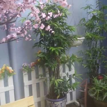 Tổng hợp- Cafe K+ - Bế Văn Đàn