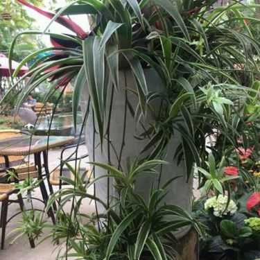Tổng hợp- Cafe Nghiêng - Sơn Đồng