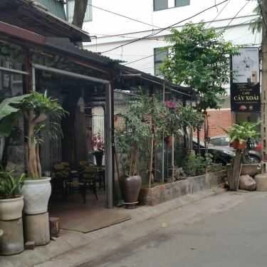 Tổng hợp- Cây Xoài Coffee