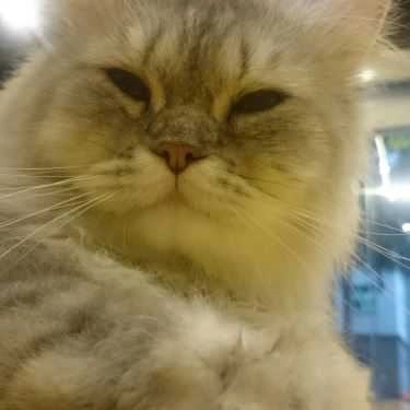 Tổng hợp- Meow Coffee