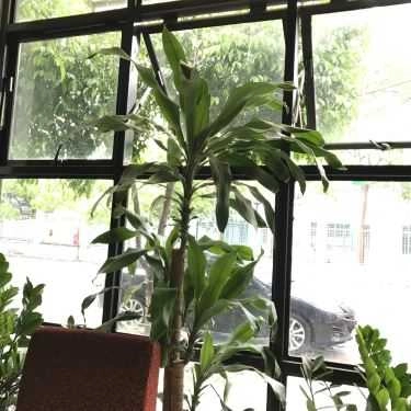 Tổng hợp- Cherry Coffee