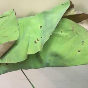 Món ăn- Ăn vặt Cốm - Xuân Thủy