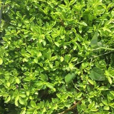 Tổng hợp- Cafe Ding Tea - Nguyễn Văn Cừ