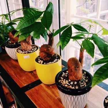 Tổng hợp- Green Corner Coffee