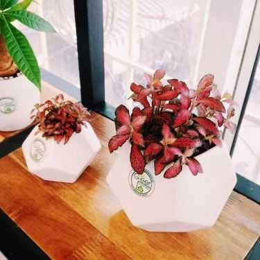 Tổng hợp- Green Corner Coffee