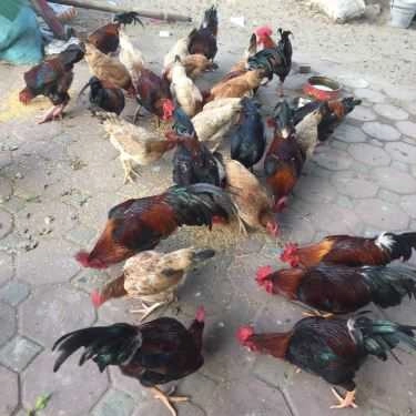 Tổng hợp- Quán Nhậu Hoàng Duy Quán - Gà Cựa Tây Bắc & Hải Sản Bụi 3 Miền