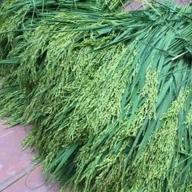 Tổng hợp- Ăn vặt Hường Cốm - Cốm Tươi & Chả Cốm