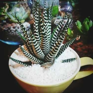 Tổng hợp- Impianto Coffee - Nhà Sách Tân Việt