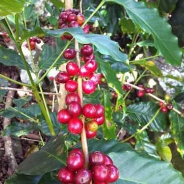 Tổng hợp- Lamaca Coffee - Nguyễn Văn Lộc