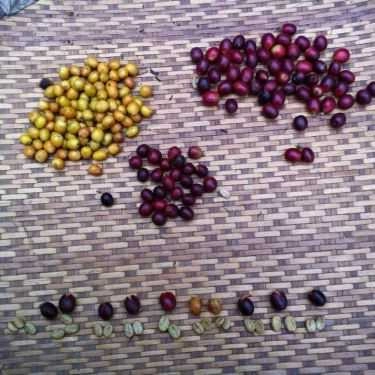 Tổng hợp- Lamaca Coffee - Nguyễn Văn Lộc
