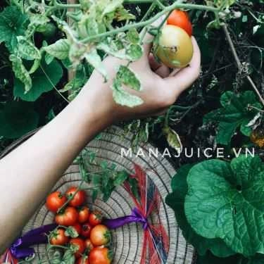 Tổng hợp- Cafe Mana Juice