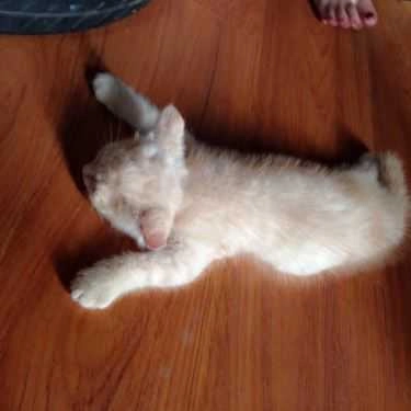 Tổng hợp- Meow Coffee - Tây Sơn
