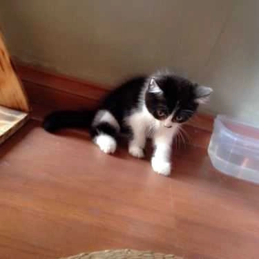Tổng hợp- Meow Coffee - Tây Sơn