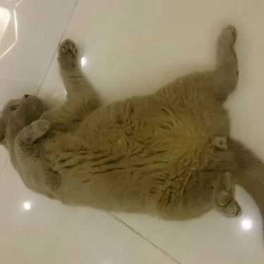 Tổng hợp- Meow Coffee