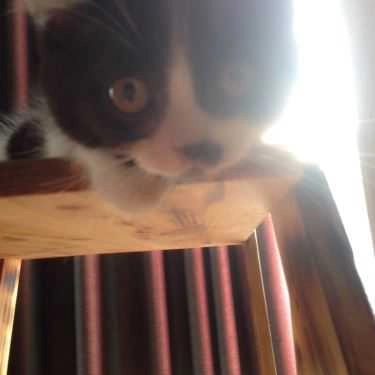 Tổng hợp- Meow Coffee - Tây Sơn
