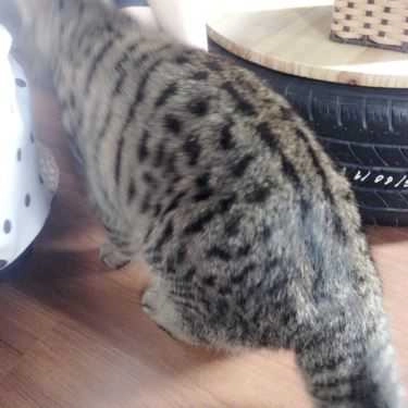 Tổng hợp- Meow Coffee - Tây Sơn