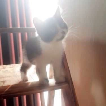 Tổng hợp- Meow Coffee - Tây Sơn