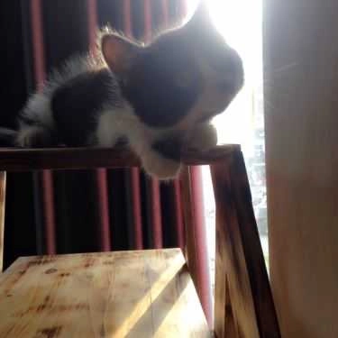 Tổng hợp- Meow Coffee - Tây Sơn