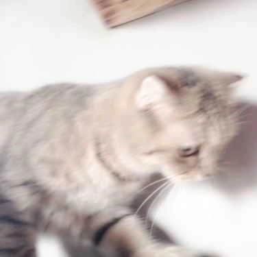 Tổng hợp- Meow Coffee - Tây Sơn