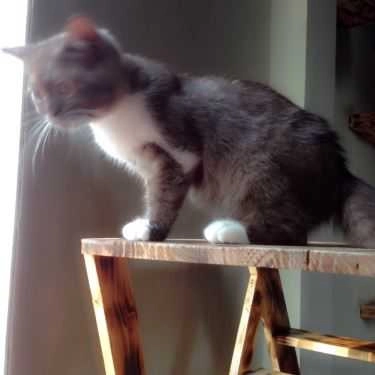 Tổng hợp- Meow Coffee - Tây Sơn