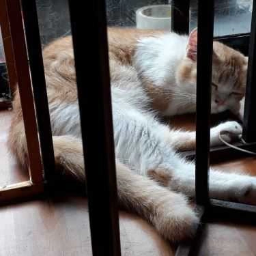 Tổng hợp- Mon Cat Coffee