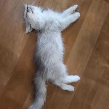 Tổng hợp- Mon Cat Coffee