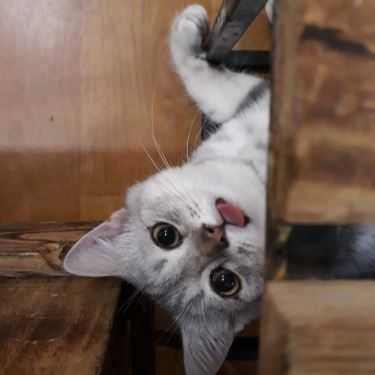 Tổng hợp- Mon Cat Coffee
