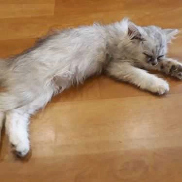 Tổng hợp- Mon Cat Coffee