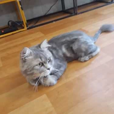 Tổng hợp- Mon Cat Coffee