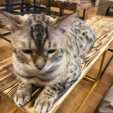 Tổng hợp- Mon Cat Coffee