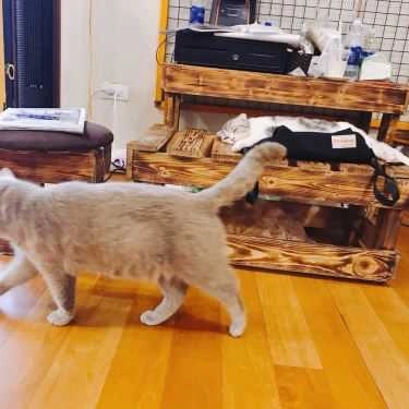 Tổng hợp- Mon Cat Coffee