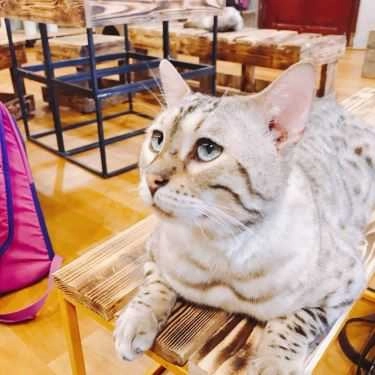 Tổng hợp- Mon Cat Coffee