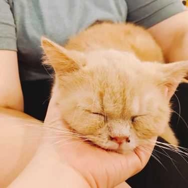 Tổng hợp- Mon Cat Coffee