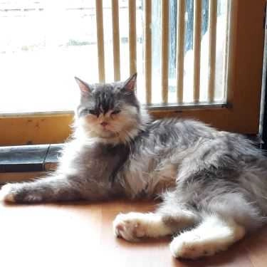 Tổng hợp- Mon Cat Coffee