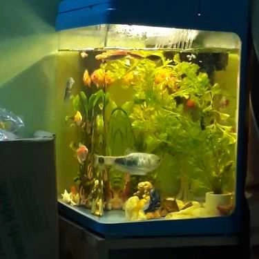 Tổng hợp- Ăn vặt Nem Chua Rán Bà Già - Hàng Bông
