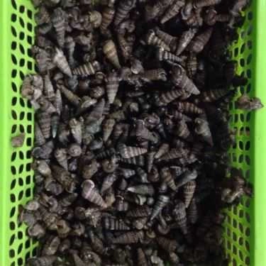 Tổng hợp- Ăn vặt Anh Phê - Ốc & Hải Sản