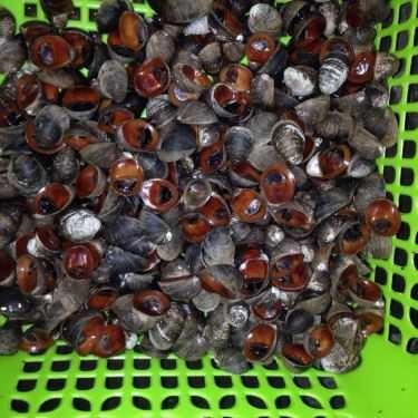 Tổng hợp- Ăn vặt Anh Phê - Ốc & Hải Sản