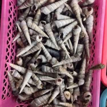 Tổng hợp- Ăn vặt Anh Phê - Ốc & Hải Sản
