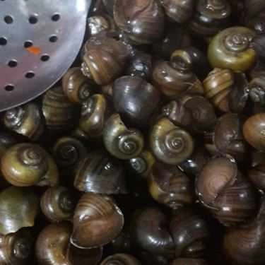 Món ăn- Ăn vặt Ốc Hải Phòng - Nguyễn Chí Thanh