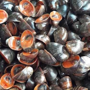 Tổng hợp- Ăn vặt Ốc Hải Phòng - Nguyễn Chí Thanh