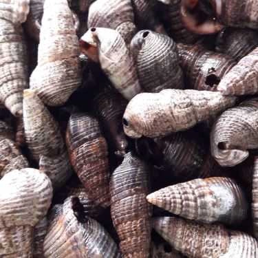 Tổng hợp- Ăn vặt Ốc Hải Phòng - Nguyễn Chí Thanh